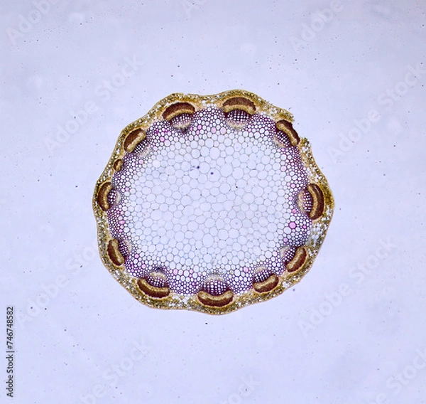 Obraz life under a microscope