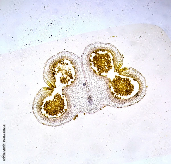 Obraz life under a microscope