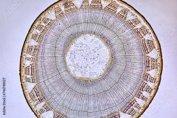 Obraz life under a microscope