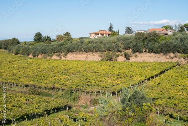 Obraz Vineyard