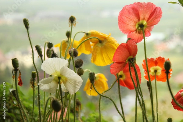 Obraz papaveri e fiori