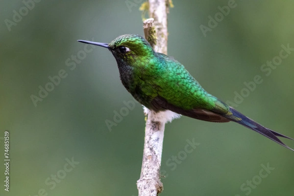 Obraz colibrí  esmeralda