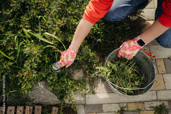 Fototapeta A young woman pulls weeds in her huge garden in the spring, clearing the garden after winter