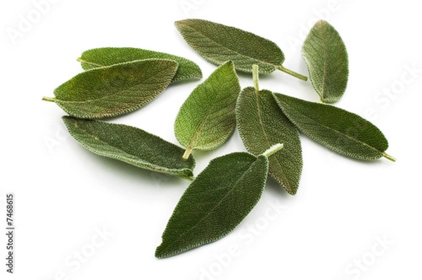 Fototapeta Sage leaves