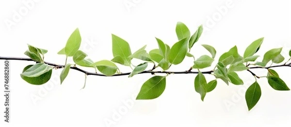 Fototapeta A branch from a pear tree is shown with small green leaves against a white background. The leaves appear fresh and vibrant, typical of a healthy tree in spring or summer.