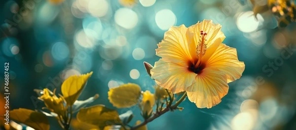 Obraz Vibrant Yellow Flower Blossoming Among Lush Green Leaves in Natural Setting