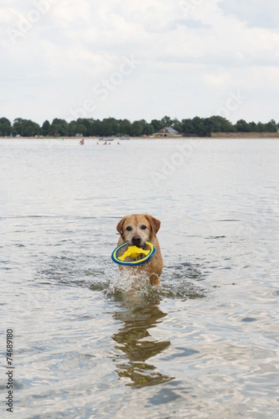 Fototapeta playing dog