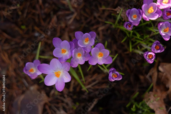 Obraz spring crocus flowers in bloom 