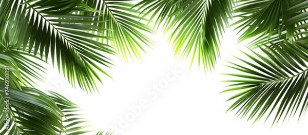 Fototapeta Tropical Jungle Vibes: Lush Green Palm Leaves Background