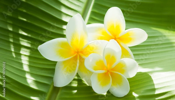 Fototapeta Plumeria