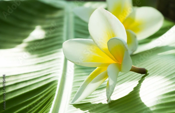 Fototapeta Plumeria