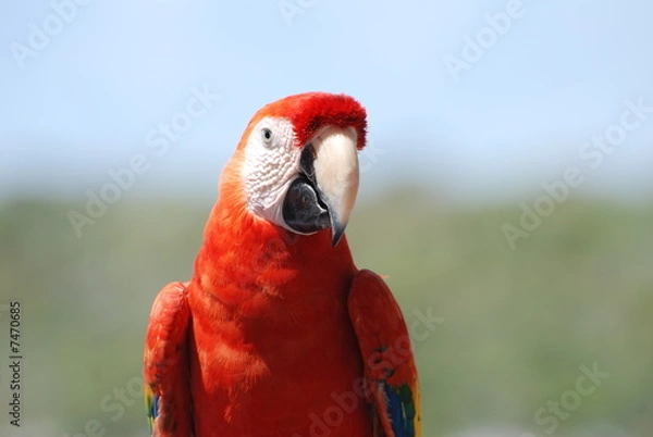 Fototapeta hara rouge