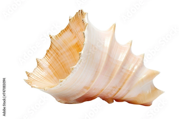 Fototapeta sea shell isolated on PNG Background. Generative Ai.