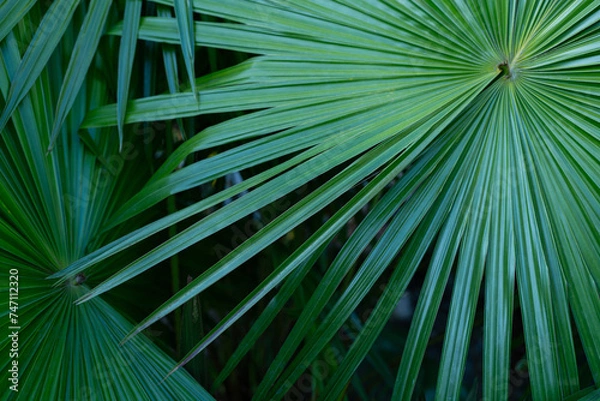Obraz tropical palm leaf and shadow, abstract natural green background, dark tone textures.