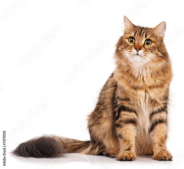 Obraz Kot syberyjski