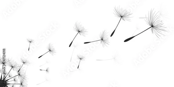 Obraz Vector illustration dandelion time. Black Dandelion seeds blowing in the wind. The wind inflates a dandelion isolated on a white background.