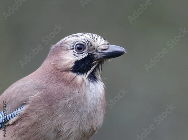 Fototapeta Jay, Garrulus glandarius