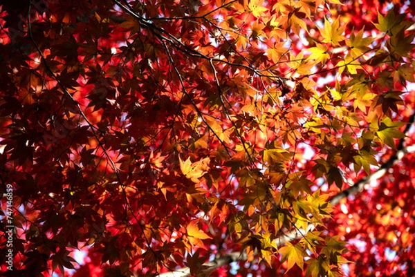 Fototapeta View of the colored maple trees in the autumn mountain