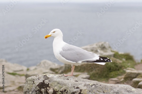 Fototapeta Mouette perchee sur son rocher