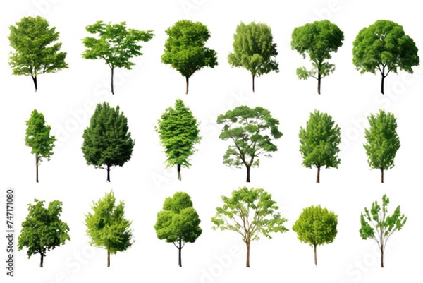 Obraz Set of green trees isolated on whiteisolated on transparent and white background.PNG image.