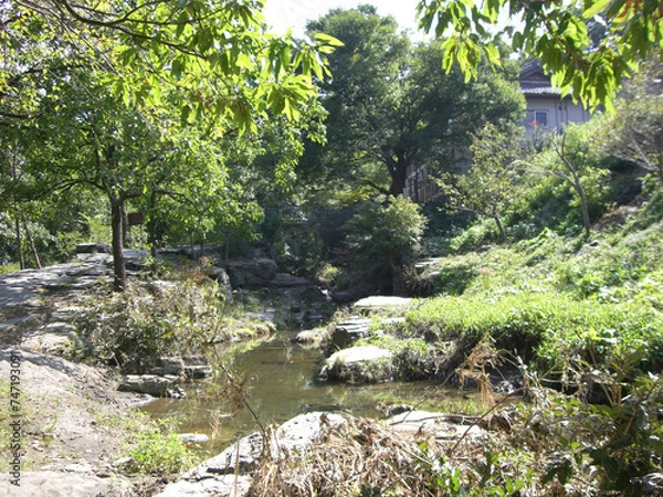 Fototapeta 木々の間を流れる小川