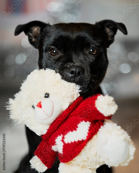 Obraz Święta i pies