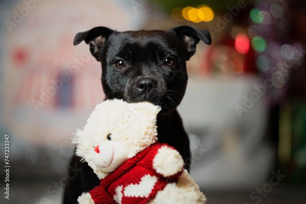 Obraz Święta i pies