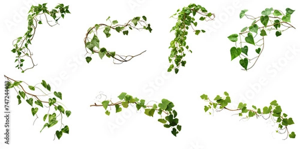 Obraz Set of green leaves from Javanese treebine or grape ivy (Cissus spp.), a jungle vine and hanging ivy plant bush foliage, isolated on a white background with a clipping path.	
