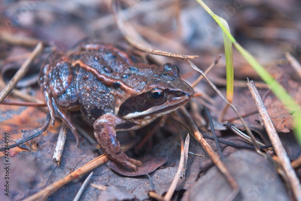 Fototapeta The wood frog Lithobates sylvaticus or Rana sylvatica) has a broad distribution over North America, extending from the Boreal forest of Canada and Alaska to the southern Appalachians. Portrait macro.