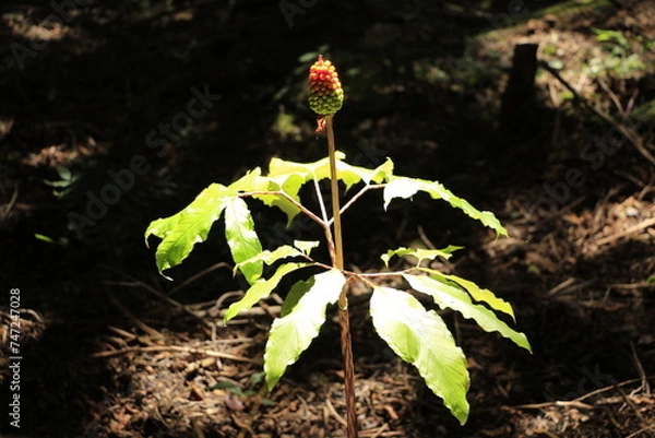 Obraz ヒロハテンナンショウの実