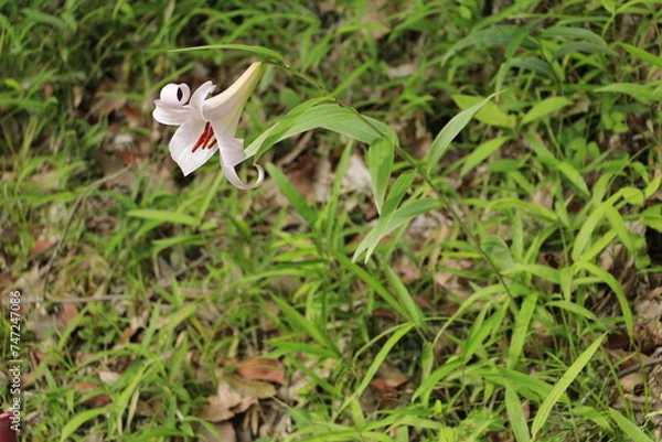 Fototapeta 一輪のササユリ