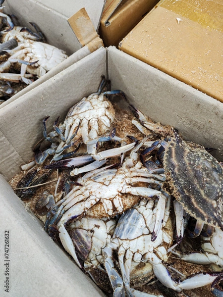 Obraz live crabs in a cardboard box for sale in the sales area of the seafood department of the supermarket in Seoul