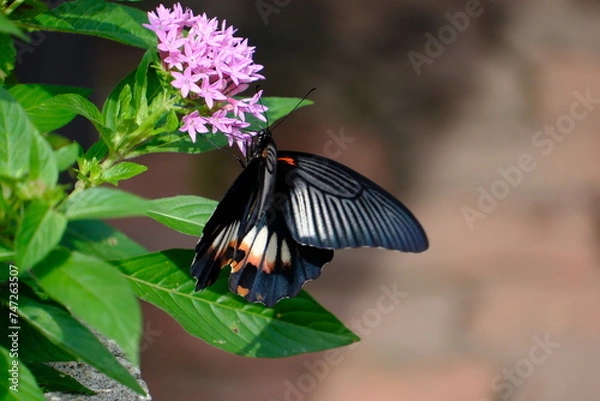 Obraz クロアゲハ