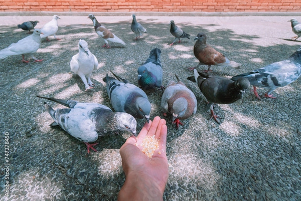 Fototapeta Hands feeding flying pigeons