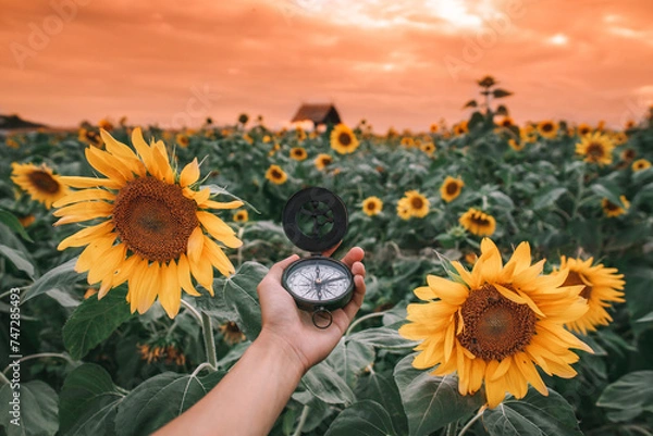 Fototapeta The hand holding the compass on the side is a field of sunflowers.