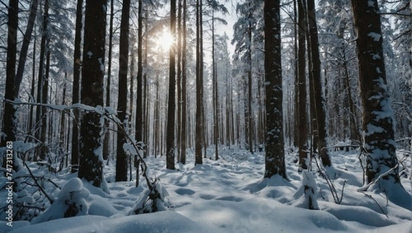 Obraz forest in winter