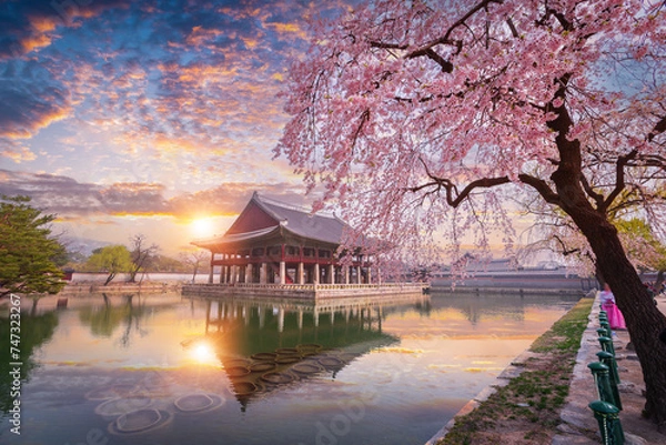 Fototapeta Gyeongbokgung palace in sunset with cherry blossom tree in spring time in Seoul, South Korea.