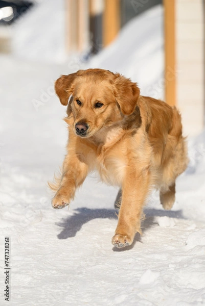 Obraz golden retriever jumping on winter background