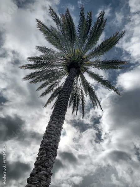 Fototapeta Palm tree viewed from below