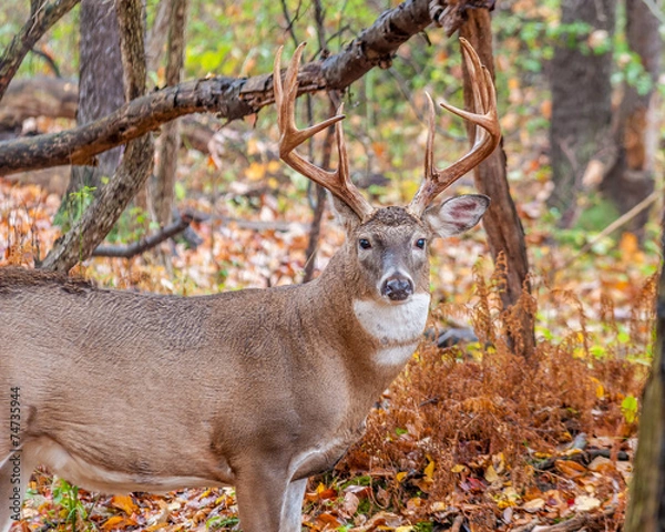 Obraz Whitetail Deer Buck