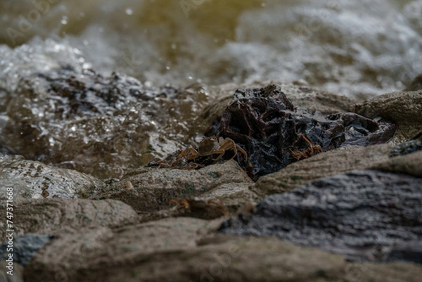 Obraz Wollhandkrabben