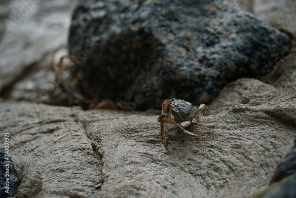 Obraz Wollhandkrabben