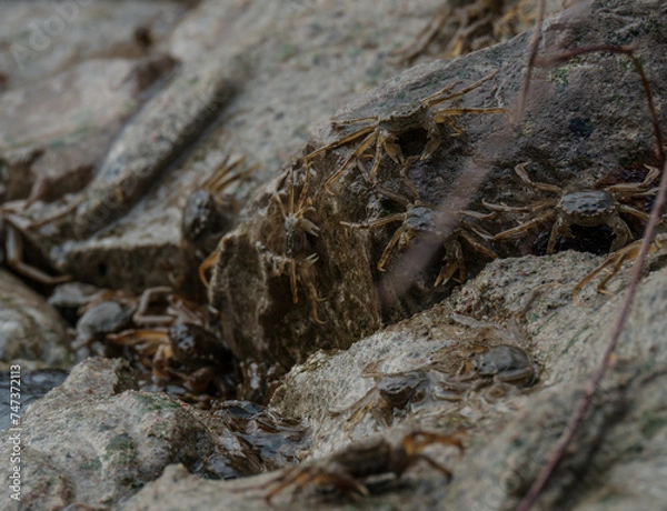 Obraz Wollhandkrabben