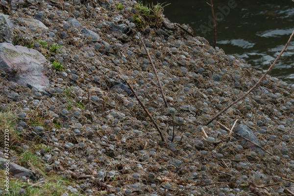 Obraz Wollhandkrabben