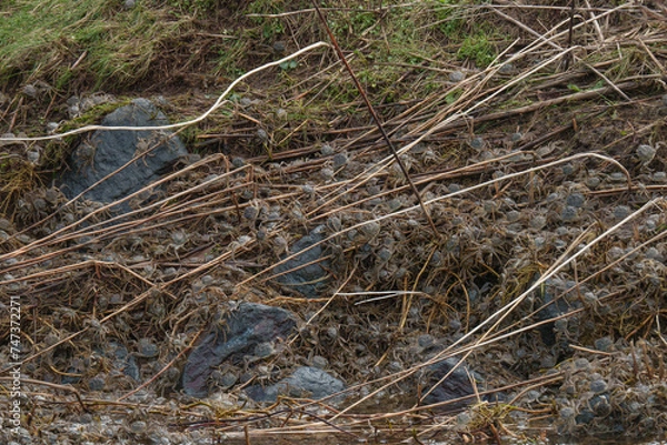 Obraz Wollhandkrabben