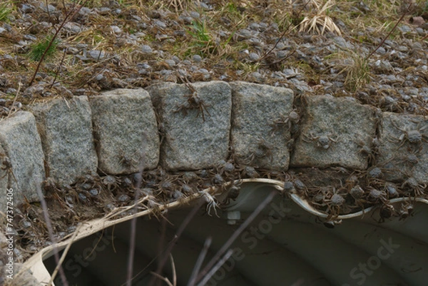 Obraz Wollhandkrabben