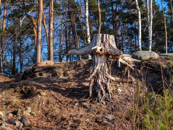 Fototapeta Resilience Revealed: Tree Roots on a Collapsed Coastline in Veczemju Klintis