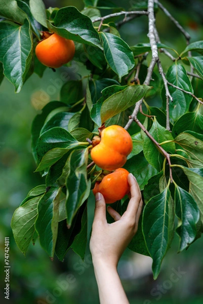 Fototapeta woman Hands picking Ripe Persimmons fruit hanging on  Persimmon tree 