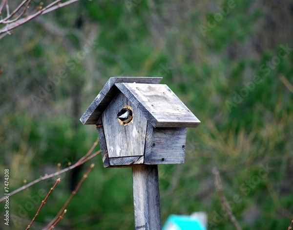 Obraz Cabane