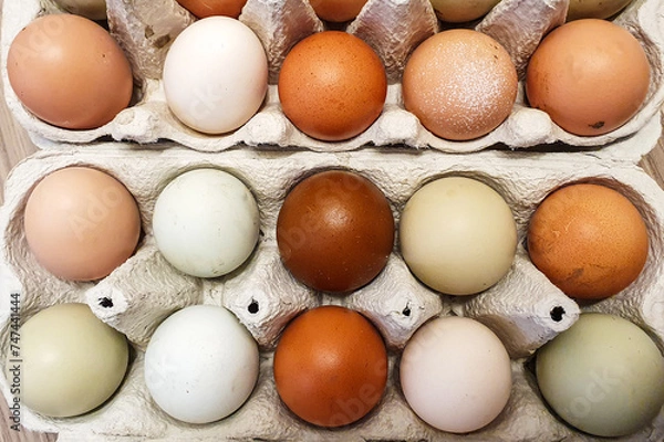 Obraz Naturally Multicolored Chicken Eggs in Carton 